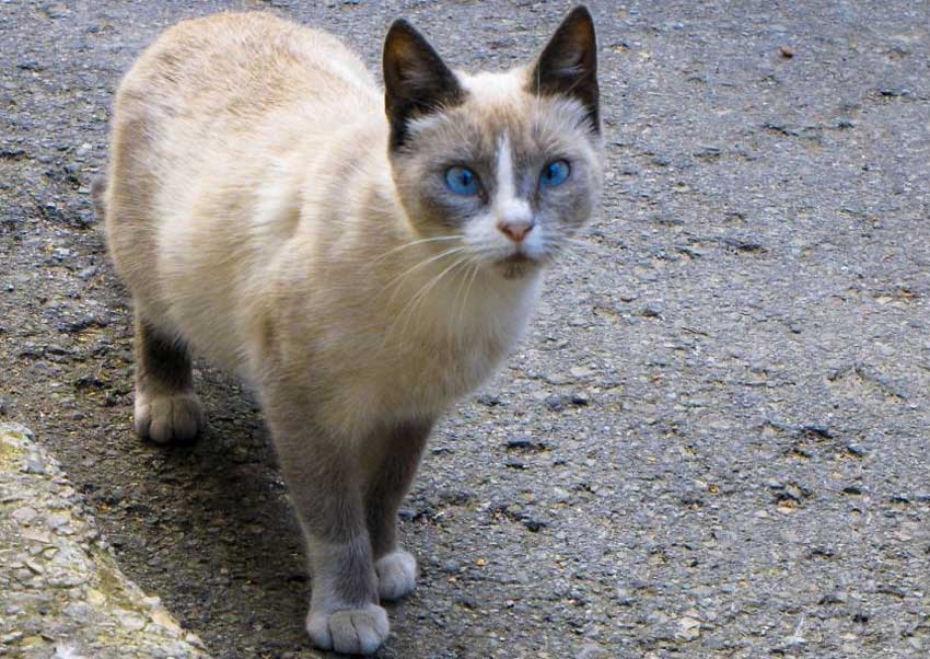 catcaretavapasaule10