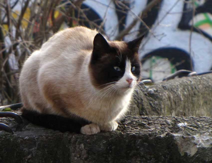 catcaretavapasaule11