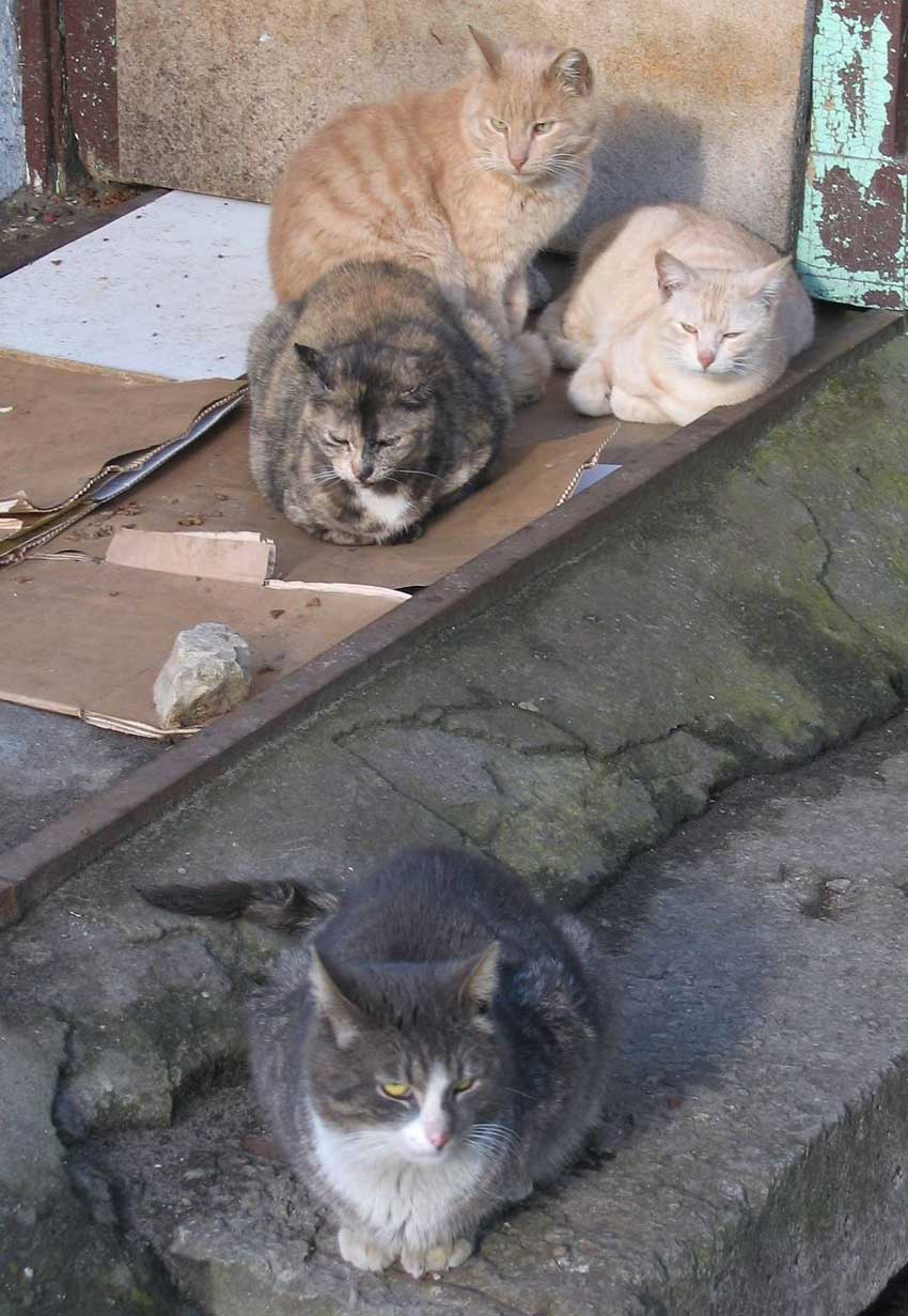 catcaretavapasaule12