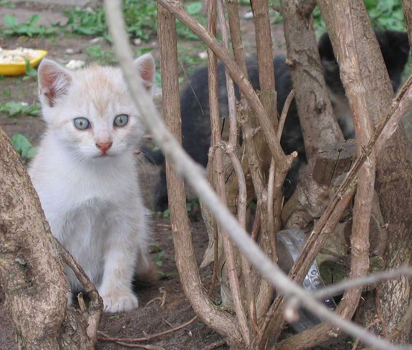 catcaretavapasaule3