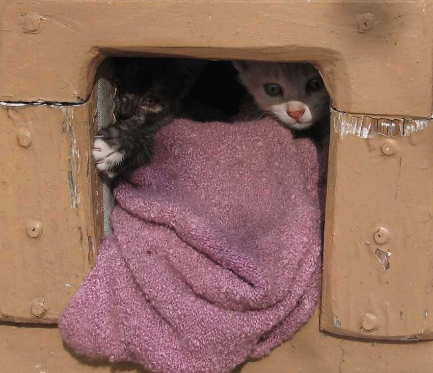 catcaretavapasaule5