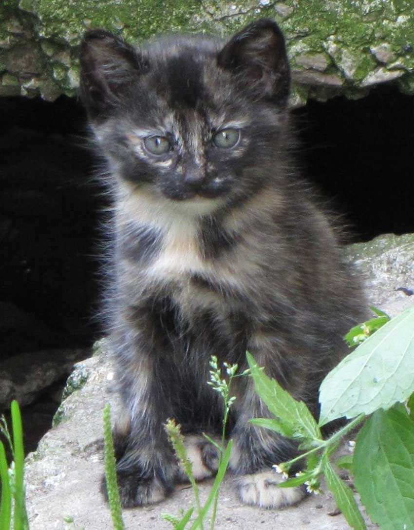 catcaretavapasaule7