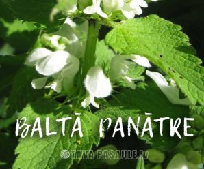 Baltā panātre
