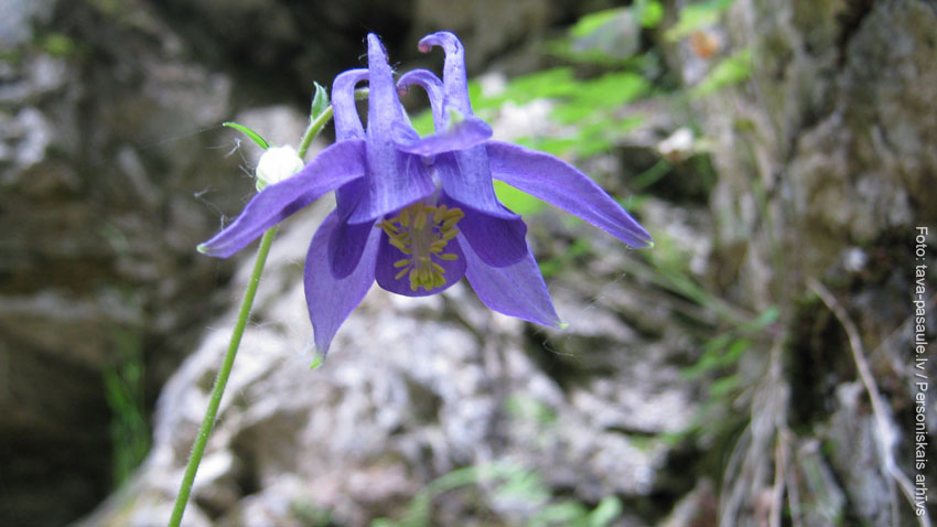 Kazu grava. Flora