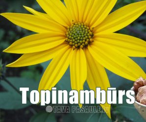 Topinambūrs