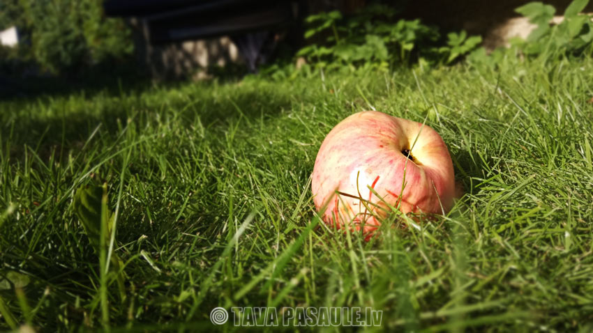 Dārza darbu kalendārs 2019. gada augustam