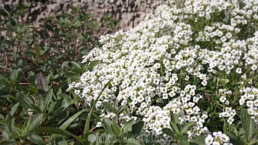 Dārza darbu kalendārs 2020. gada oktobrim