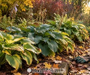 Hostas rudenīgā dārzā ar dzeltenīgām lapām un kritušām lapām